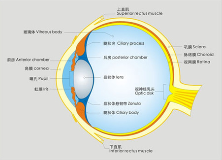 告訴你個“小秘密”：為什么眼睛不怕冷？